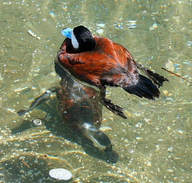 蓝嘴鸭 水禽 游泳 - 上的免费照片