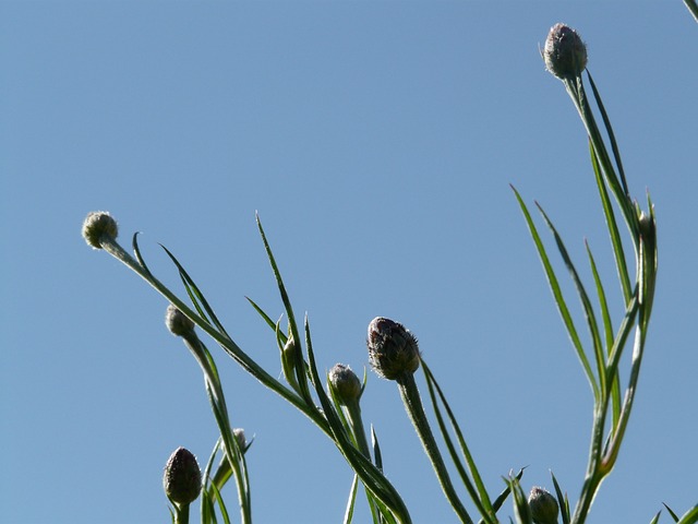 芽 矢车菊 茎 - 上的免费照片