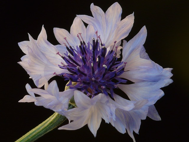 矢车菊 浅蓝 白色的 - 上的免费照片