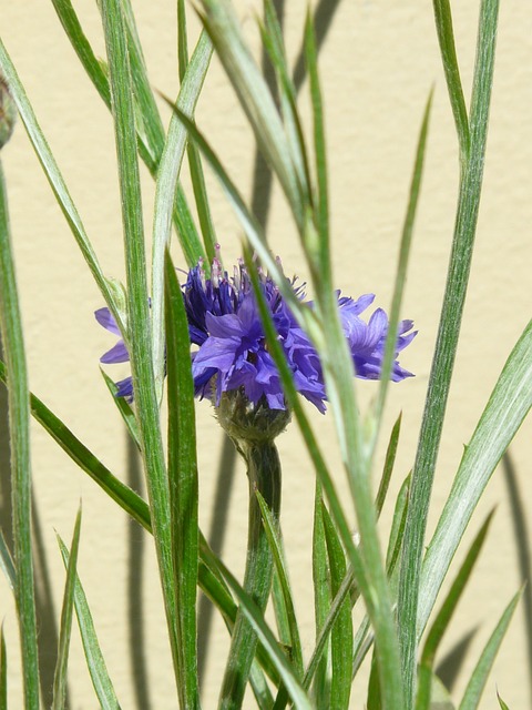 矢车菊 隐 树叶 - 上的免费照片