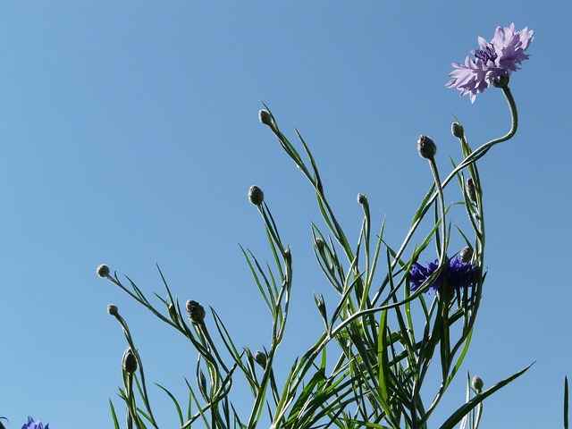 矢车菊 蓝色的 粉色的 - 上的免费照片