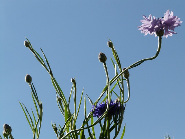 矢车菊 茎 粉色的 - 上的免费照片