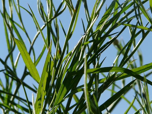矢车菊 树叶 茎 - 上的免费照片