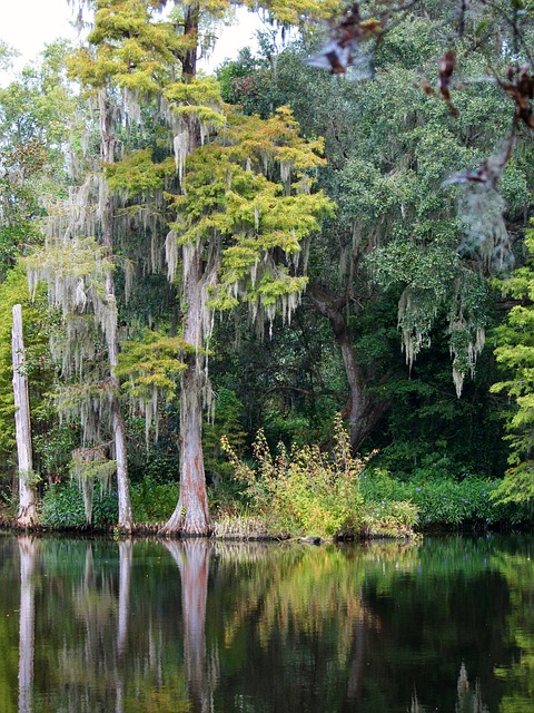 沼泽 秃头塞浦路斯树 西班牙苔藓 - 上的免费照片