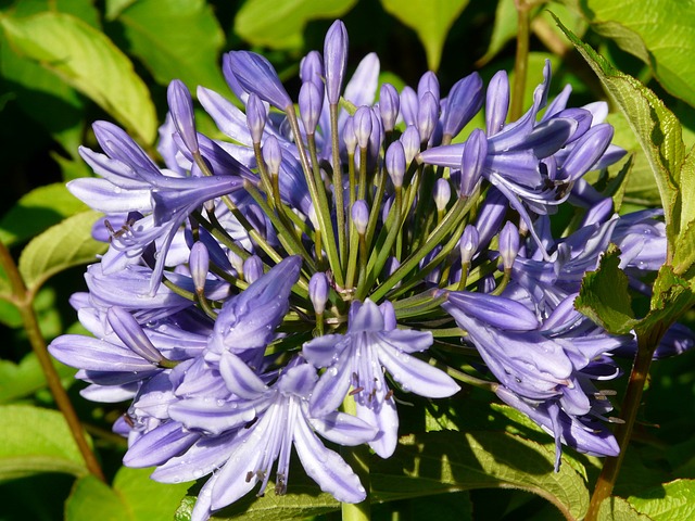 观赏百合 花 蓝色的 - 上的免费照片