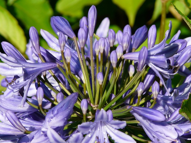 观赏百合 花 蓝色的 - 上的免费照片