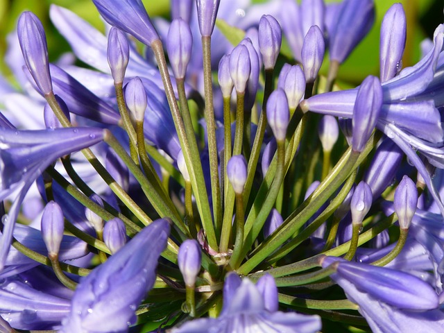观赏百合 花 蓝色的 - 上的免费照片