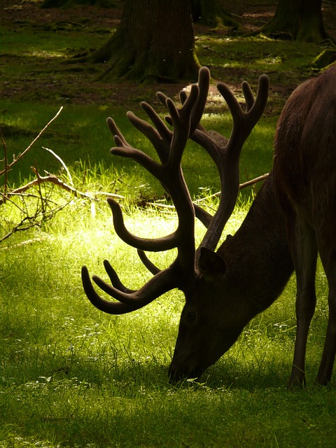 动物 红鹿 鹿 - 上的免费照片