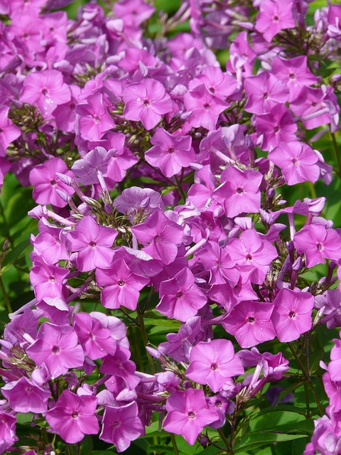 火焰花 福禄考 花 - 上的免费照片