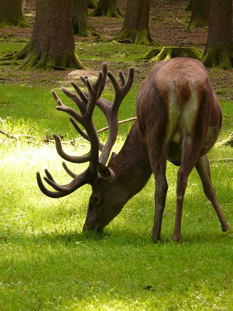 鹿 红鹿 动物 - 上的免费照片
