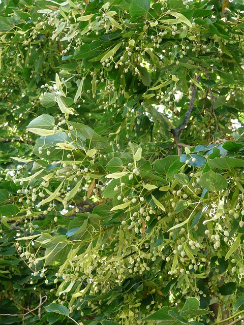 菩提树 树 菩提种子 - 上的免费照片