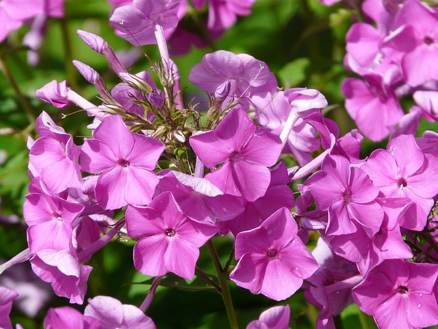 福禄考 火焰花 花 - 上的免费照片