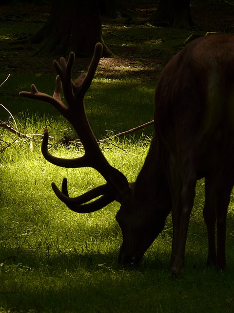 红鹿 鹿 动物 - 上的免费照片