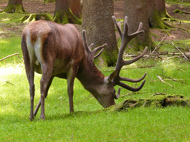 红鹿 鹿 动物 - 上的免费照片