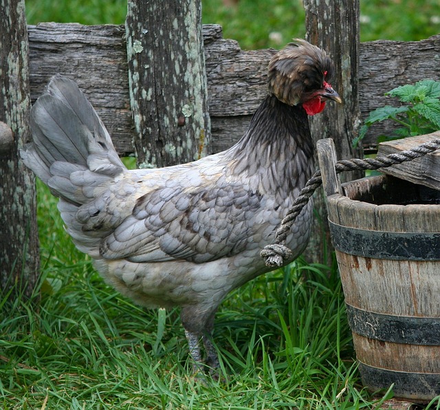 波兰鸡 母鸡 羽毛旋钮 - 上的免费照片