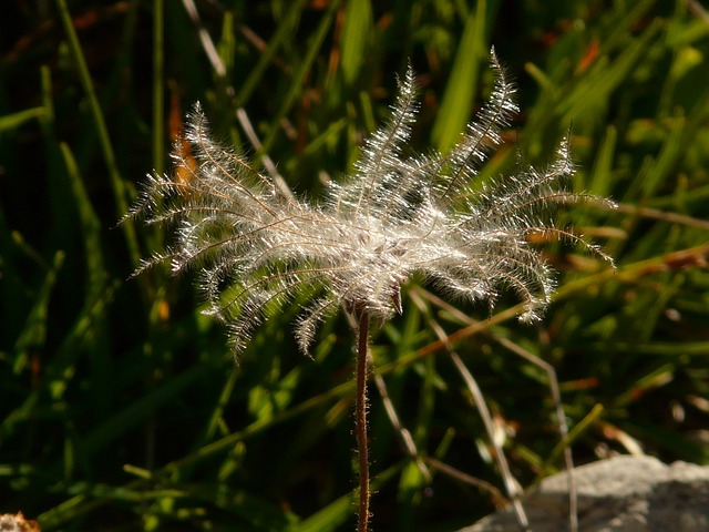 新仙女木 Octopetala 花序 花丝 山 - 上的免费照片