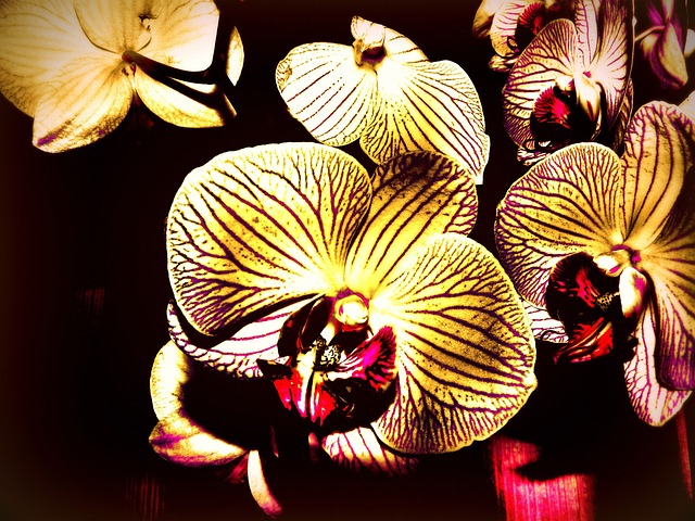 蝴蝶兰 有创造力的 五颜六色的颜色 - 上的免费照片