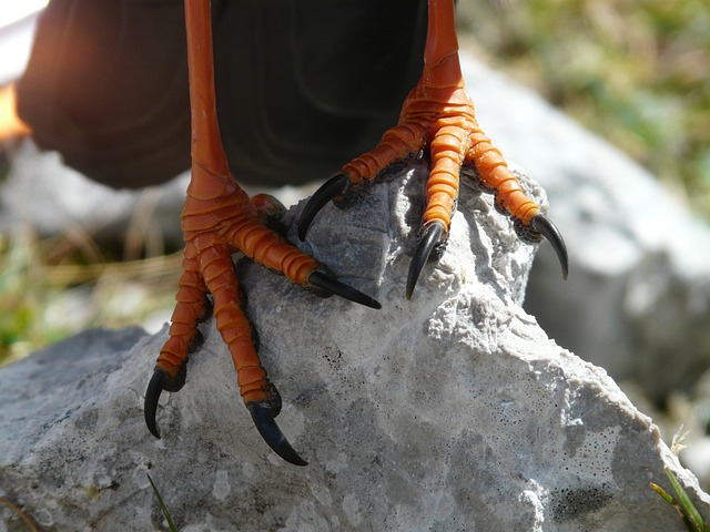 鸟脚 脚 爪 - 上的免费照片