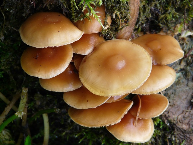 常见的天鹅绒脚瓦砾 蘑菇 生根绒根 - 上的免费照片
