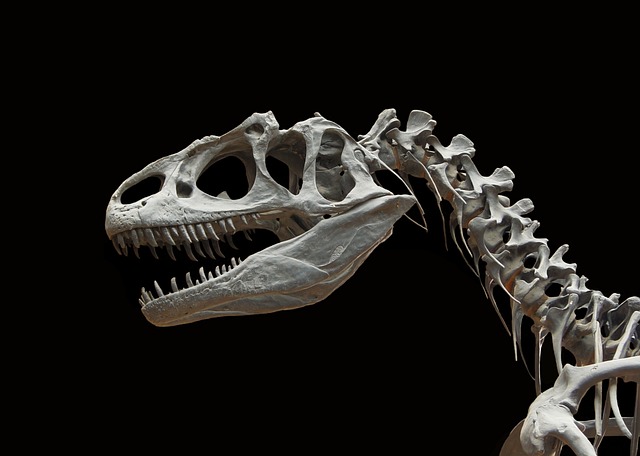 恐龙 Allosaurus 骨骼 - 上的免费照片