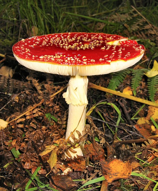 毒菌 毒蝇伞 鹅膏菌 - 上的免费照片