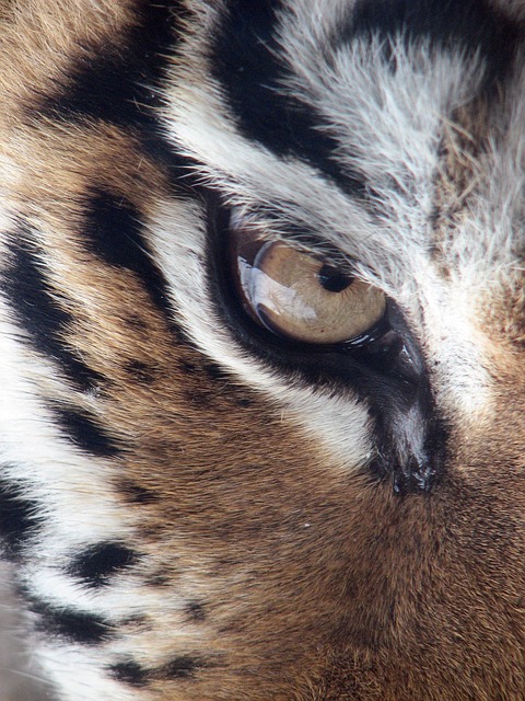 老虎 眼睛 西伯利亚虎 金钱豹底格里斯河 - 上的免费照片