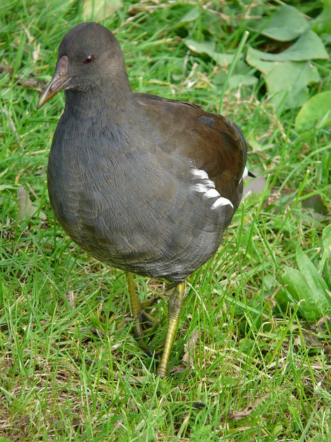 池塘爪 母鸡 水鸟 - 上的免费照片