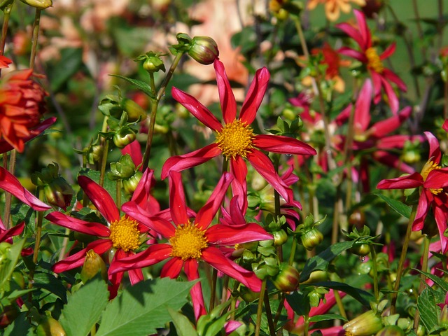 花园大丽花 红色的 花 - 上的免费照片
