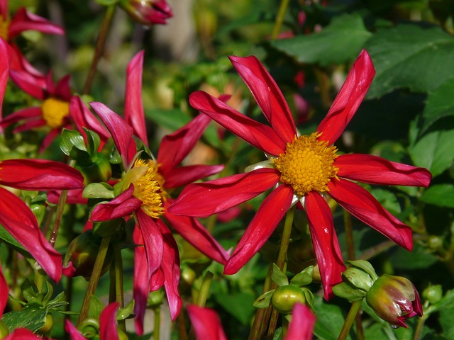 花园大丽花 红色的 花 - 上的免费照片