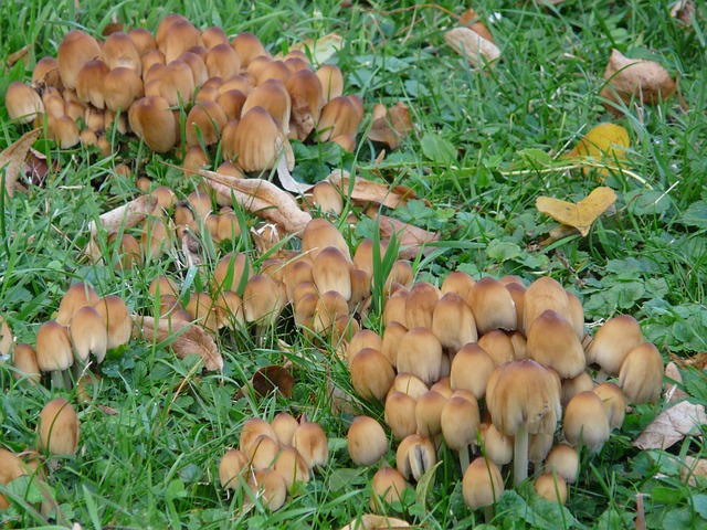 云母油墨 墨水 鸡腿菇 - 上的免费照片