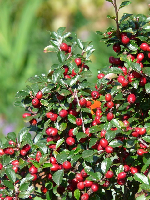 笨重的Cotoneaster 灌木 浆果 - 上的免费照片