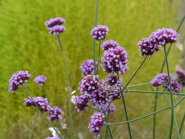 马鞭草 植物 开花 - 上的免费照片