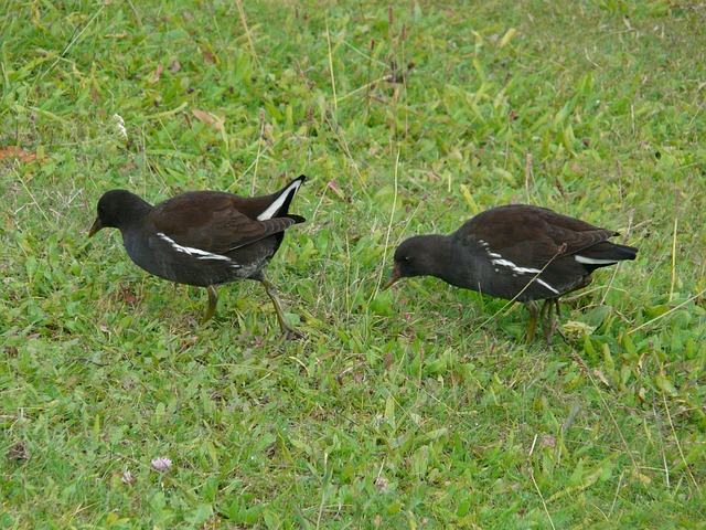 幼鸟 母鸡 水鸟 - 上的免费照片