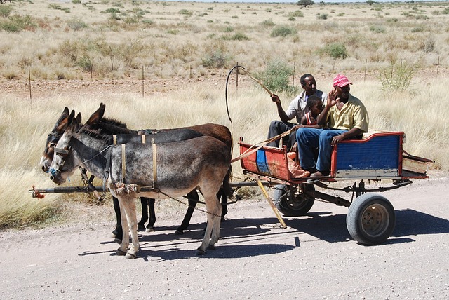 大车 驴车 驴 - 上的免费照片