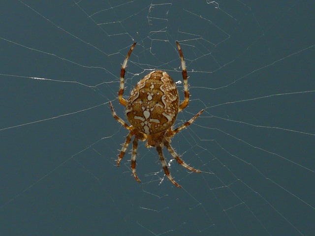 花园蜘蛛 蜘蛛 圆蛛 - 上的免费照片