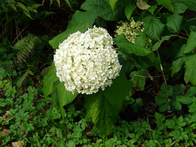花园绣球花 花 开花 - 上的免费照片