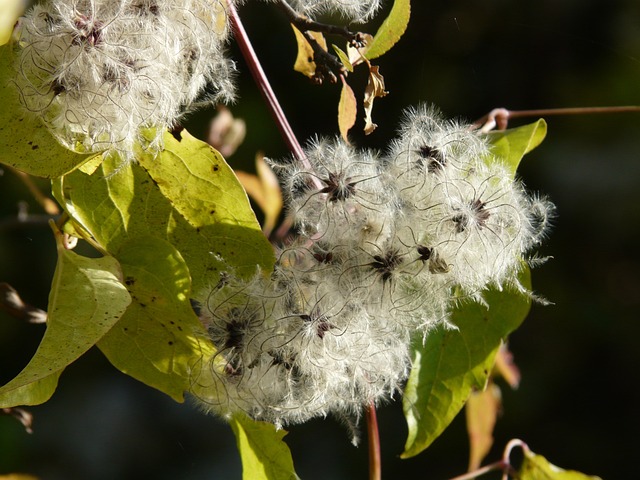 普通铁线莲 水果摊 柔软的 - 上的免费照片