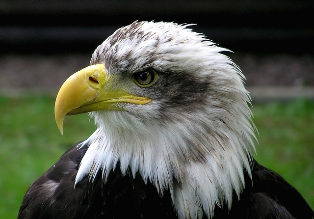 白头鹰 鹰 猛禽 - 上的免费照片