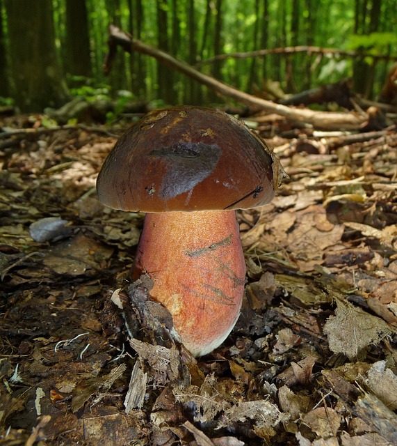 片秆 女巫乳牛肝菌 蘑菇 森林蘑菇 - 上的免费照片