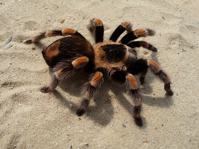只狼蛛 狼蛛 Brachypelma - 上的免费照片