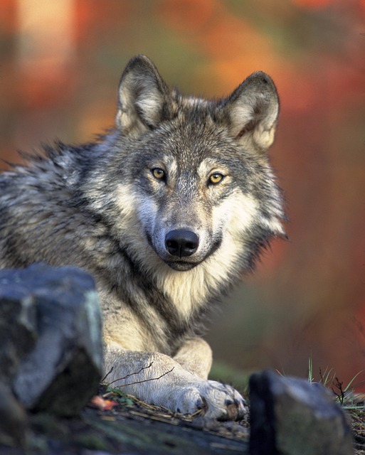 狼 动物 野生动物 - 上的免费照片