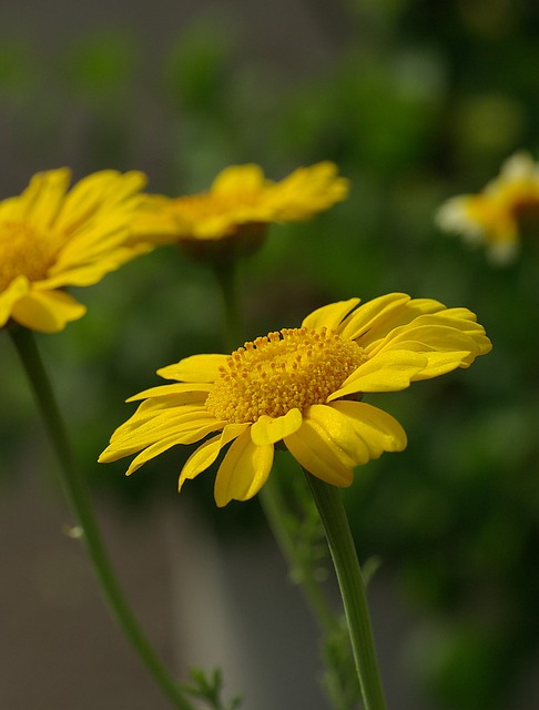 菊花 花 皇冠万寿菊 Glebionis - 上的免费照片