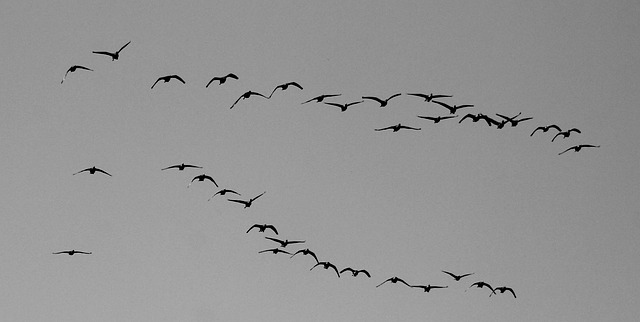 自然 鸟类 - 上的免费照片