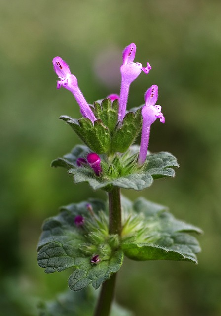 荨麻 茎全死荨麻 Lamium Amplexicaule - 上的免费照片