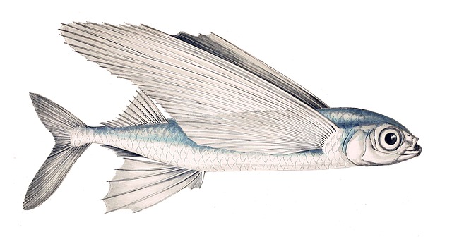 Schwalbenfisch 鱼 飞鱼 Exocoetus - 上的免费图片