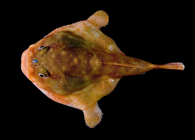 海蟾蜍 鱼 Chaunacidae Chaunax - 上的免费照片