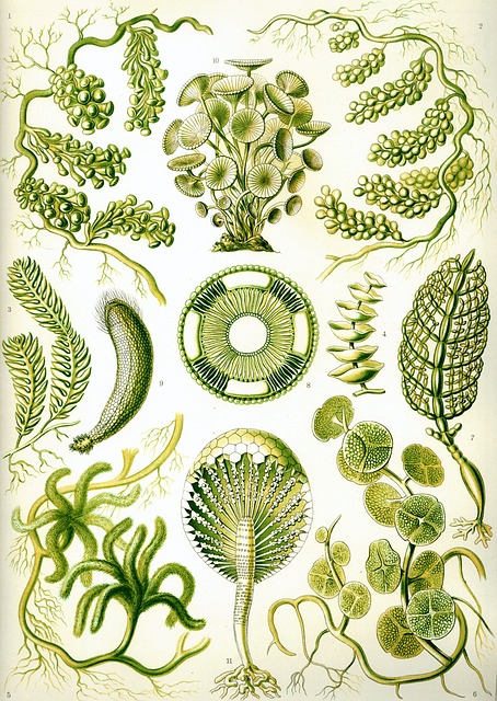 藻类 绿色的海藻 Chlorophyceae - 上的免费图片