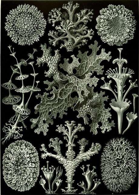 编织 Haeckel Lichenes Photobionten - 上的免费照片