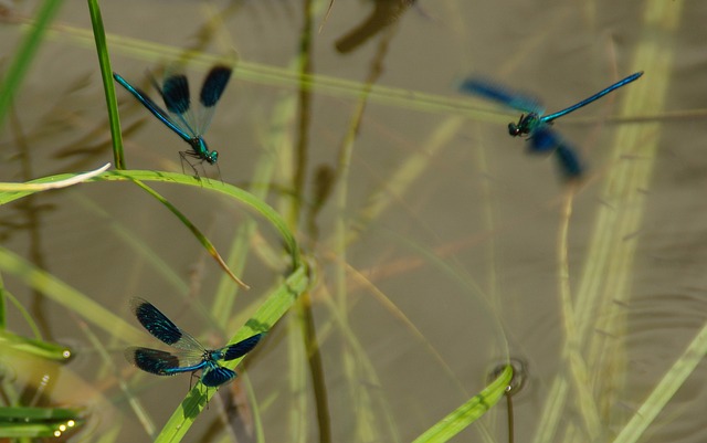 昆虫 蜻蜓 蓑羽 - 上的免费照片