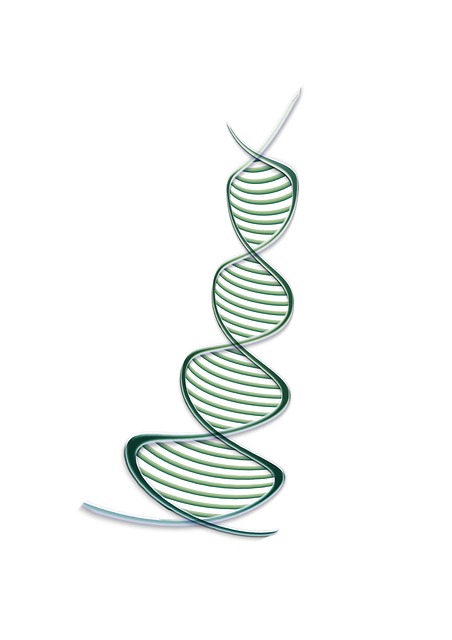 脱氧核糖核酸 形象的 Dna - 上的免费图片